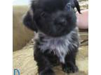 Shih-Poo Puppy for sale in Battle Ground, WA, USA