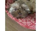 Shih Tzu Puppy for sale in Auburn, WA, USA