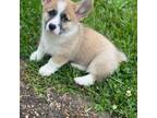 Pembroke Welsh Corgi Puppy for sale in Yazoo City, MS, USA