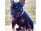 French Bulldog Puppy for sale in Gainesville, FL, USA