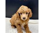 Mutt Puppy for sale in Marysville, CA, USA