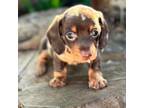 Dachshund Puppy for sale in Griggsville, IL, USA