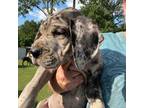 Great Dane Puppy for sale in New Caney, TX, USA