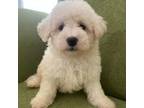 Maltipoo Puppy for sale in High Point, NC, USA
