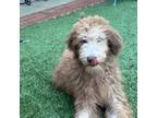 Labradoodle Puppy for sale in Fremont, CA, USA