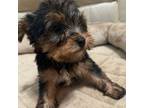 Yorkshire Terrier Puppy for sale in Ball Ground, GA, USA