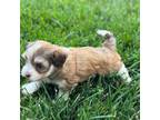 Havanese Puppy for sale in Goddard, KS, USA