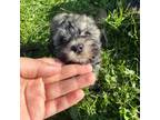 Schnauzer (Miniature) Puppy for sale in Stockton, CA, USA
