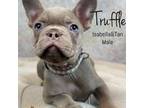 Truffle - Isabella&Tan