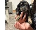 Dachshund Puppy for sale in Mcalester, OK, USA