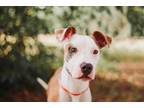 74050A Cactus American Staffordshire Terrier Adult Female