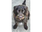 Champ, Wirehaired Pointing Griffon For Adoption In Franklin, Tennessee