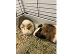 Garfield And Odie, Guinea Pig For Adoption In Philadelphia, Pennsylvania