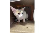 Willow, Domestic Shorthair For Adoption In El Paso, Texas