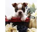 Boston Terrier Puppy for sale in Ash Grove, MO, USA