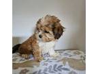 Shih Tzu Puppy for sale in Chapel Hill, NC, USA