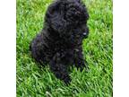 Poodle (Toy) Puppy for sale in Noblesville, IN, USA