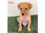 Alex, Labrador Retriever For Adoption In San Diego, California