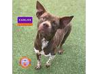 Carlos, Border Terrier For Adoption In El Paso, Texas