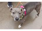Pippy, American Pit Bull Terrier For Adoption In New York, New York