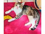 Gizmo, Domestic Shorthair For Adoption In Chicago, Illinois