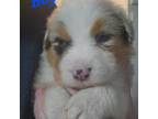 Australian Shepherd Puppy for sale in Grand Blanc, MI, USA