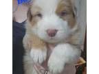 Australian Shepherd Puppy for sale in Grand Blanc, MI, USA