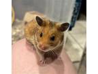 Flower, Hamster For Adoption In Aurora, Illinois