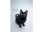 Lincoln, Domestic Shorthair For Adoption In St Cloud, Florida
