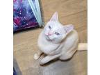 Angel, Domestic Shorthair For Adoption In Vancouver, Washington