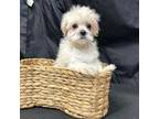 Maltese Puppy for sale in Huntsville, AL, USA