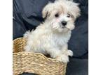 Maltese Puppy for sale in Huntsville, AL, USA