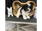 Maltipoo Puppy for sale in Huntsville, AL, USA