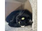Lily, Domestic Shorthair For Adoption In Nelson, British Columbia