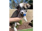 Landon, Terrier (unknown Type, Medium) For Adoption In Corona, California
