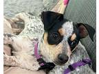 Harley, Dachshund For Adoption In Corona, California