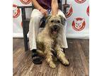 Griffey 23.6 Pounds Arriving June 29th, Schnauzer (miniature) For Adoption In