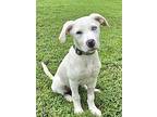 Puppy Kevin, Labrador Retriever For Adoption In Franklin, Tennessee