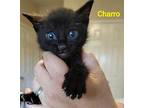 Charro, Domestic Shorthair For Adoption In Rosenberg, Texas