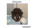 Greyson K, Domestic Shorthair For Adoption In Rosenberg, Texas