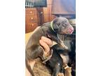 Pup Baby Ruth 3255 (purple), Doberman Pinscher For Adoption In Oakland Park