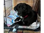 Ziggy, Labrador Retriever For Adoption In Galloway, Ohio