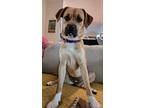 Roma, Terrier (unknown Type, Small) For Adoption In Encino, California