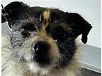 Panda Bear, Terrier (unknown Type, Small) For Adoption In Encino, California