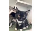 Rory, Domestic Shorthair For Adoption In Elmsford, New York