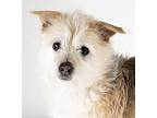 Stusick, Cairn Terrier For Adoption In Dublin, California