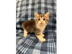 Poppy, Domestic Shorthair For Adoption In Raleigh, North Carolina