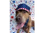 Chance Moseley, American Pit Bull Terrier For Adoption In Rosharon, Texas