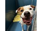 Stan, Border Terrier For Adoption In Merriam, Kansas