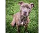 Sebastian, Border Terrier For Adoption In Merriam, Kansas